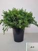 EUC PARVIFOLIA PER STEEL-IT-