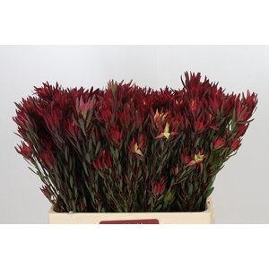 Leucadendron Blush Spray
