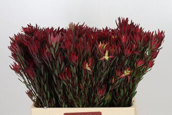 <h4>Leucadendron Blush Spray</h4>