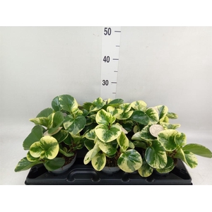 Peperomia