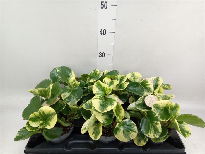 <h4>Peperomia</h4>