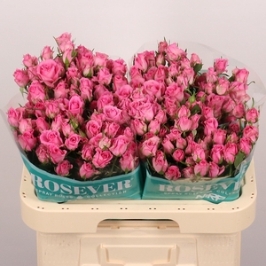 R TR SHOCKING ROSEVE