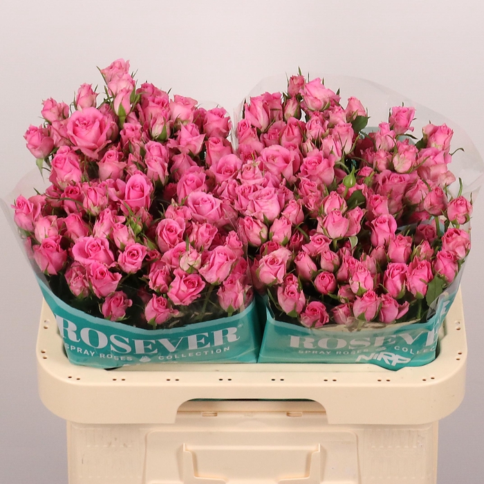 <h4>R TR SHOCKING ROSEVE</h4>