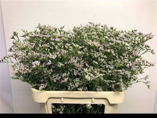 <h4>LIM WHITE NETO</h4>