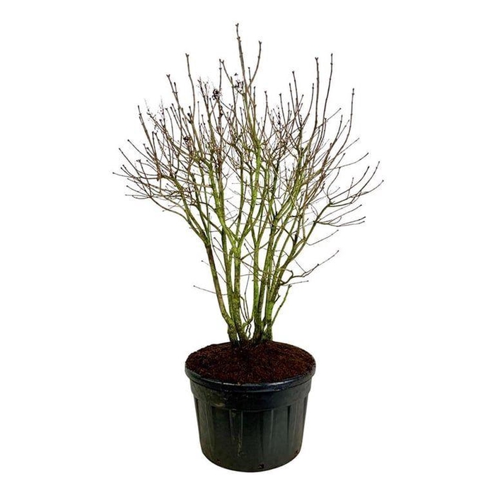 <h4>Syringa v. 'Michel Buchner'</h4>