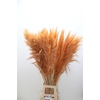 Cortaderia Painted Orange X5