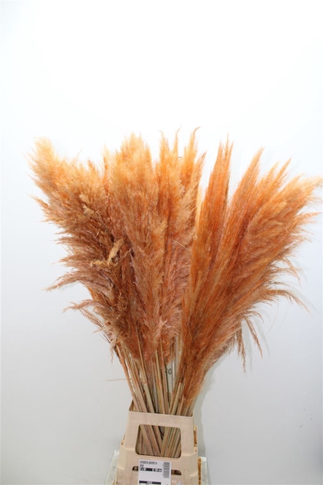 <h4>Cortaderia Painted Orange X5</h4>