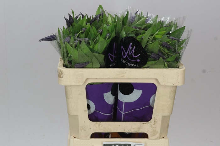 <h4>Clematis Amazing Oslo</h4>