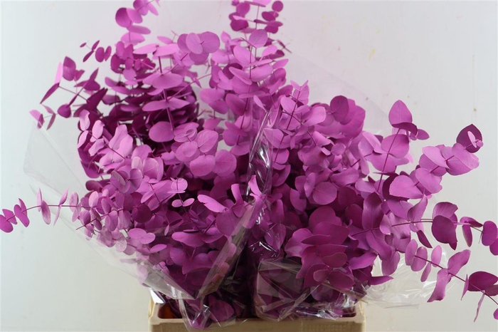 <h4>Euca Cinerea Cerise P Bunch</h4>
