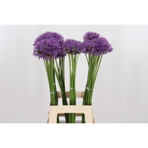 Allium Gladiator