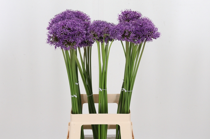 <h4>Allium Gladiator</h4>