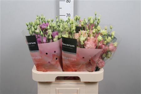 Eus G Alissa Gemengd In Fust