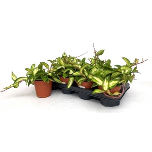 Hoya Carnosa Tricolor 12Ø 15cm