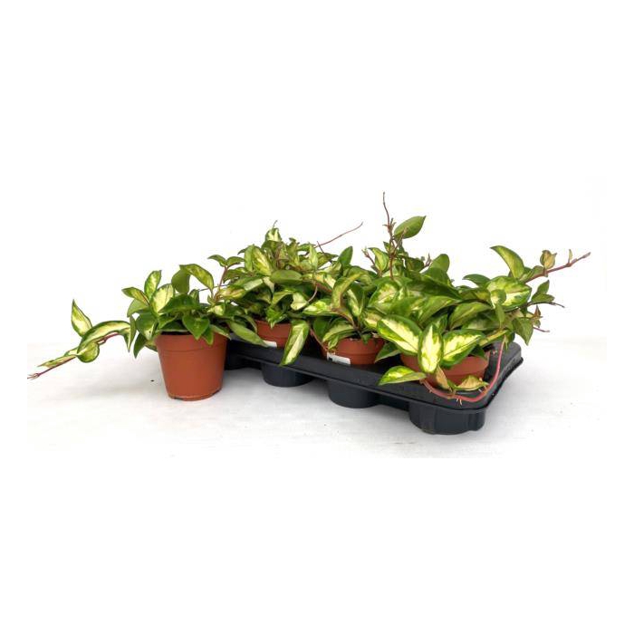 <h4>Hoya Carnosa Tricolor 12Ø 20cm</h4>