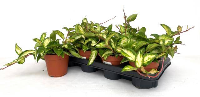 Hoya Carnosa Tricolor 12Ø 15cm