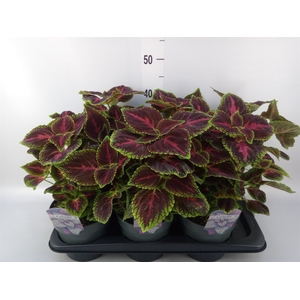 Plectranthus col.   ...