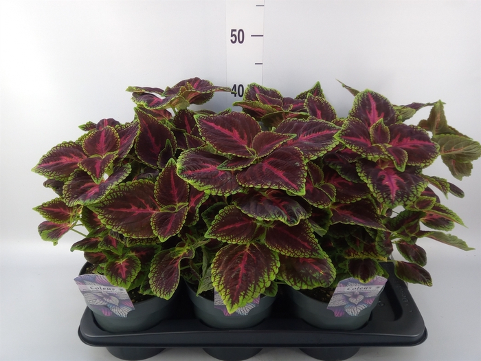 <h4>Plectranthus col.   ...</h4>
