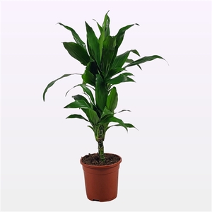 Dracaena Janet Craig 30-10 75cm