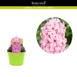 Hyacinthus Pink Pearl