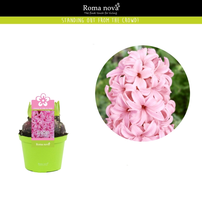 <h4>Hyacinthus Pink Pearl</h4>