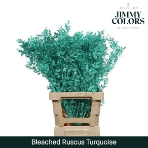 Ruscus Bleached Italy L70 Turquoise