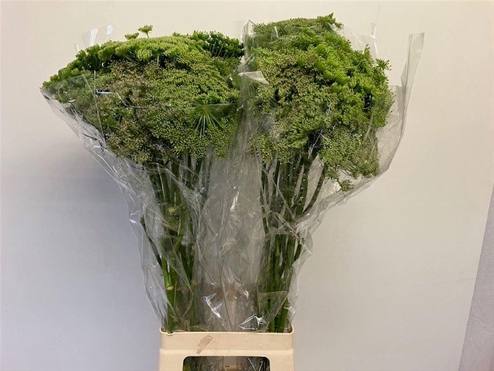 <h4>AMMI MAJUS</h4>