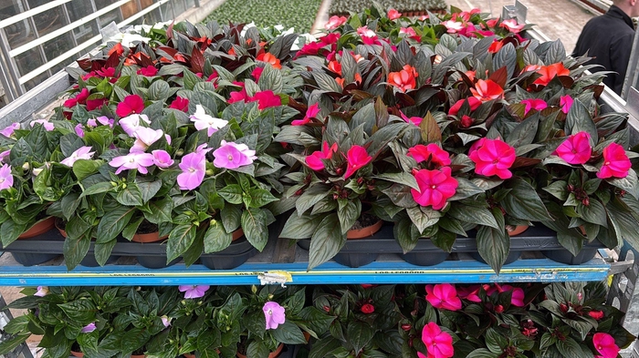 <h4>IMPAT NG MIXK 6 KL</h4>