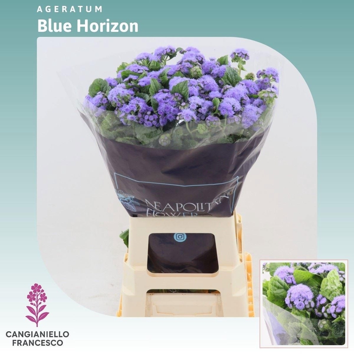 <h4>AGER H BLUE HORIZON</h4>