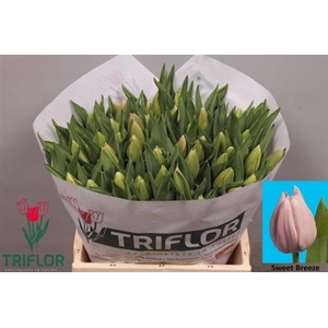 Tu En Sweet Breeze