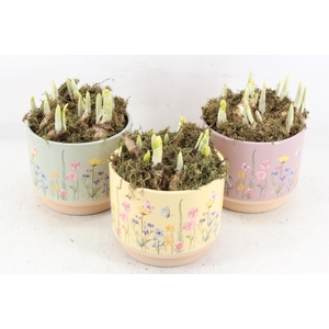 arr4 Narcis FL - Keramiek blooming mix x6