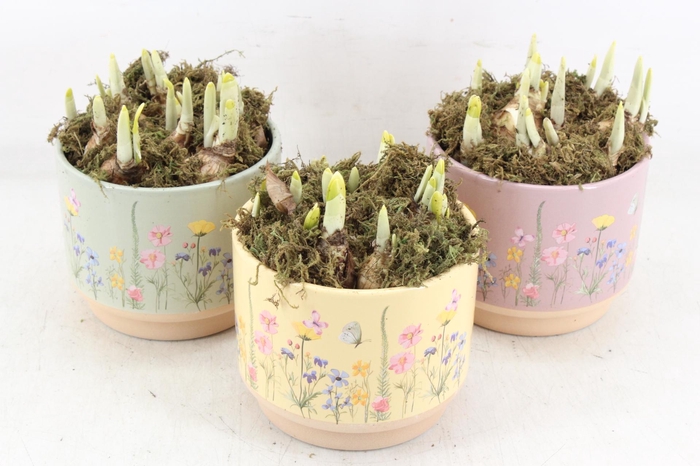<h4>arr4 Narcis FL - Keramiek blooming mix x6</h4>