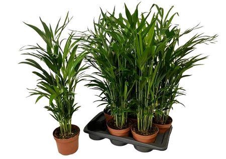 <h4>Dypsis Lutescens 20pp</h4>