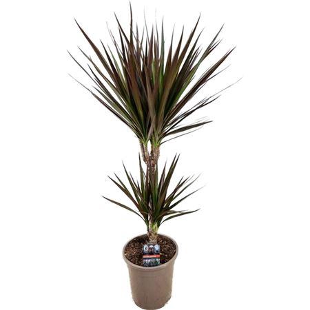 <h4>Dracaena Marginata Magenta 30-10</h4>