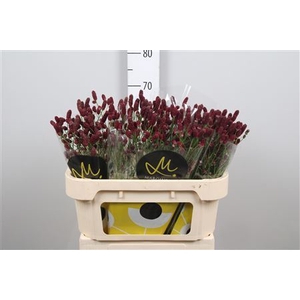 Sanguisorba offic. 'Red Dream'