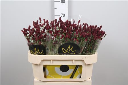 <h4>Sanguisorba offic. 'Red Dream'</h4>