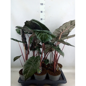 Alocasia saraw. 'Yucatan Princess'