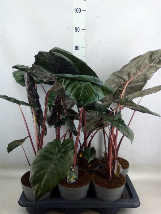 <h4>Alocasia saraw. 'Yucatan Princess'</h4>