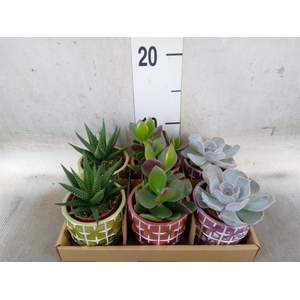 Succulents   ...