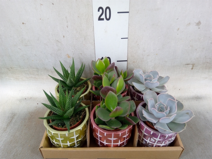 <h4>Succulents   ...</h4>