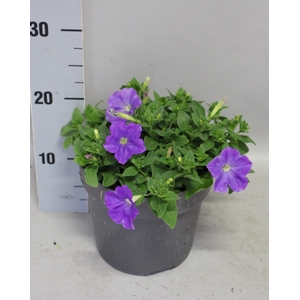 Perkplanten 19 cm Petunia Light Blue