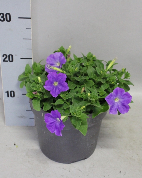 <h4>Perkplanten 19 cm Petunia Light Blue</h4>