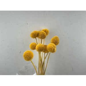 Pres Craspedia Giant 10pcs Yellow Bunch