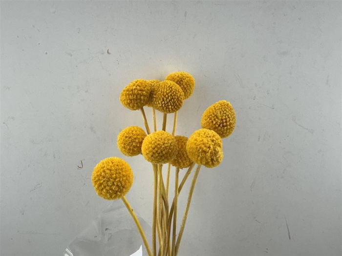 <h4>Pres Craspedia Giant 10pcs Yellow Bunch</h4>