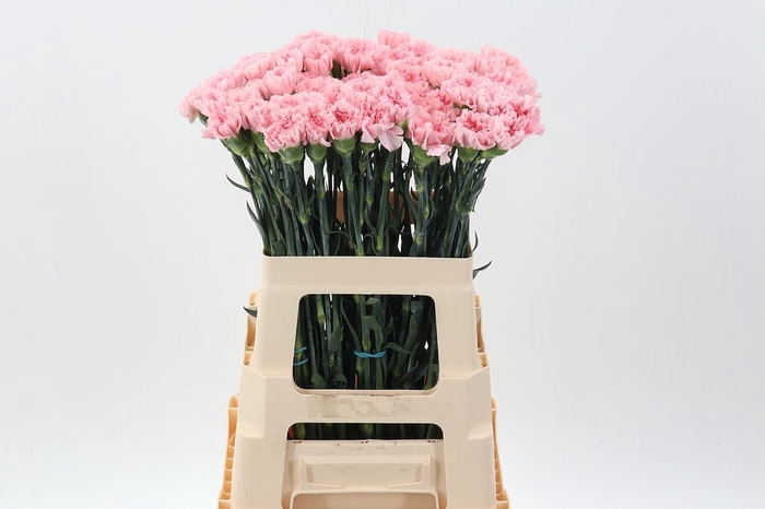 <h4>Dianthus ST 'Doncel'</h4>