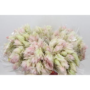Blushing Bride 6/9 Flowers