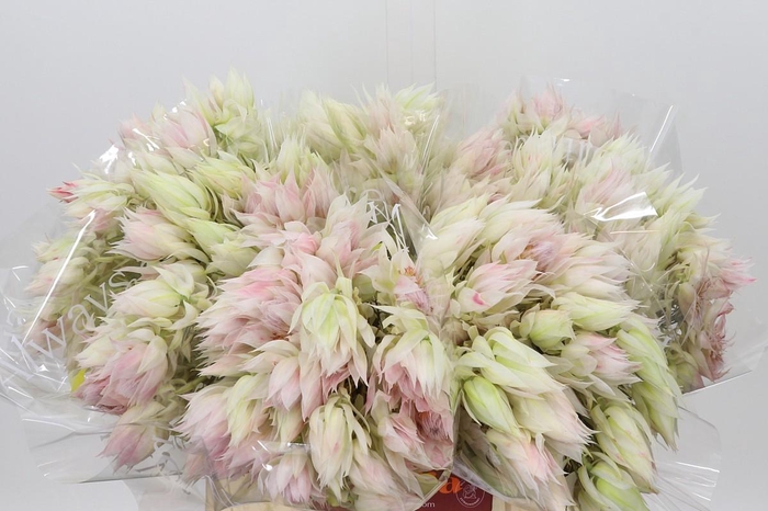 <h4>Blushing Bride 6/9 Flowers</h4>