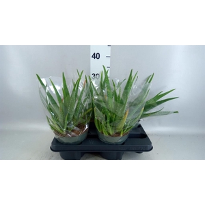 Aloe vera