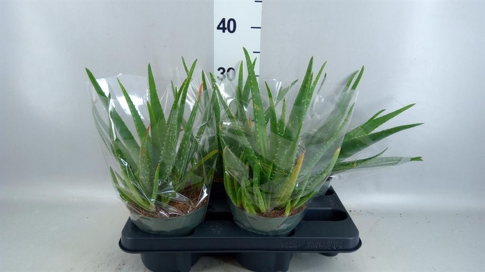 Aloe vera