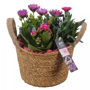 PTPP3071 Arrangementen Tuinplanten