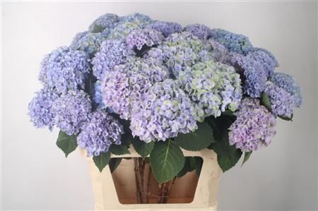 <h4>Hydr M Mag Revolution Blue 3 Kop</h4>